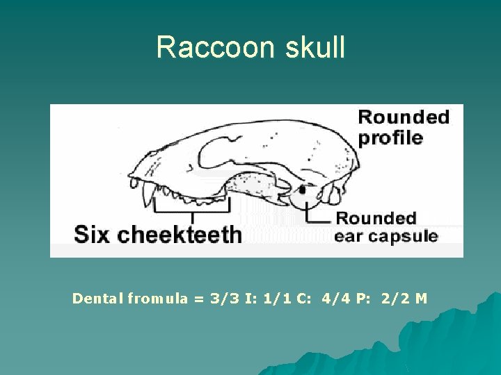 Raccoon skull Dental fromula = 3/3 I: 1/1 C: 4/4 P: 2/2 M 