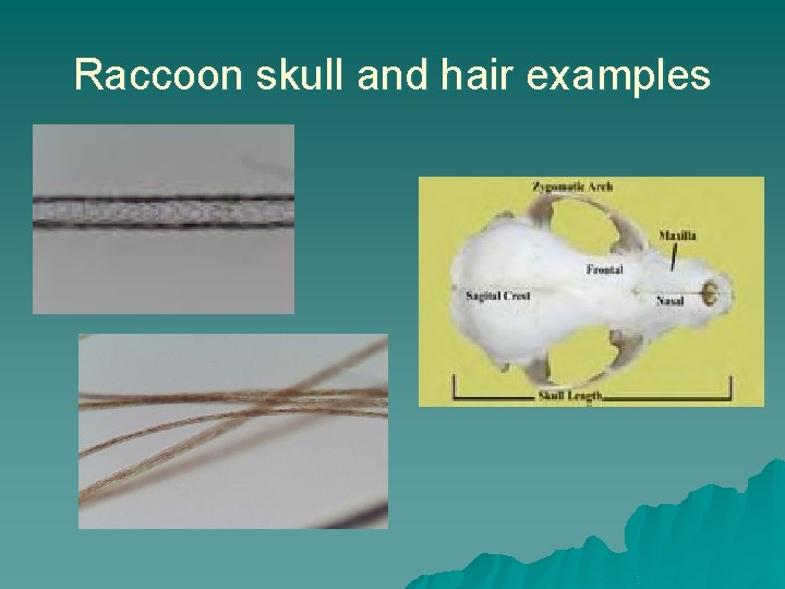 Raccoon skull and hair examples 