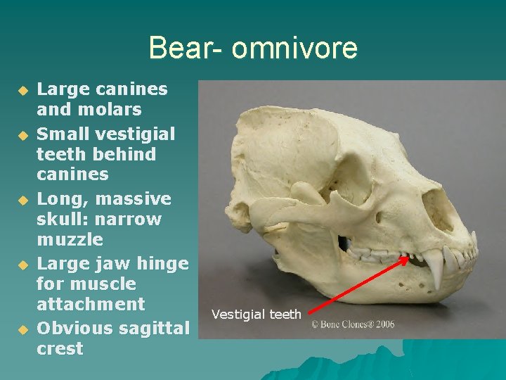 Bear- omnivore u u u Large canines and molars Small vestigial teeth behind canines