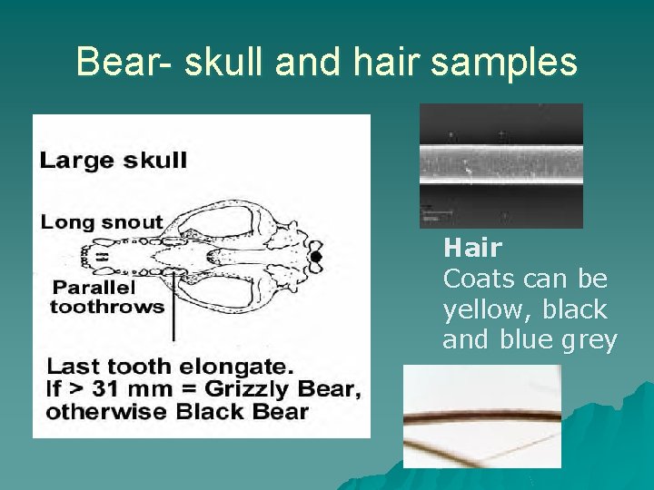 Bear- skull and hair samples Hair Coats can be yellow, black and blue grey