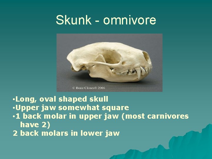 Skunk - omnivore • Long, oval shaped skull • Upper jaw somewhat square •