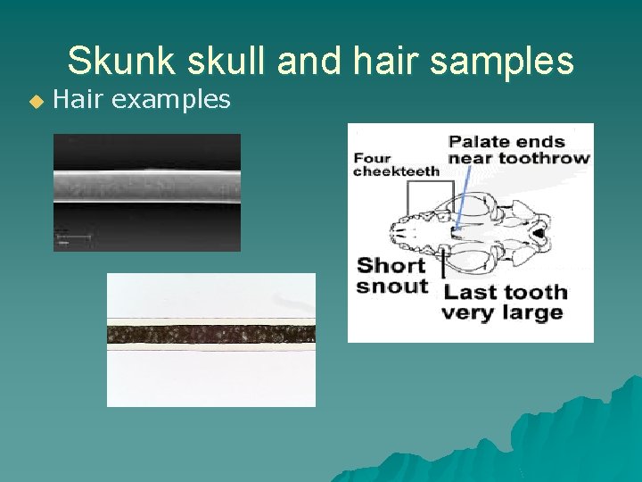 Skunk skull and hair samples u Hair examples 