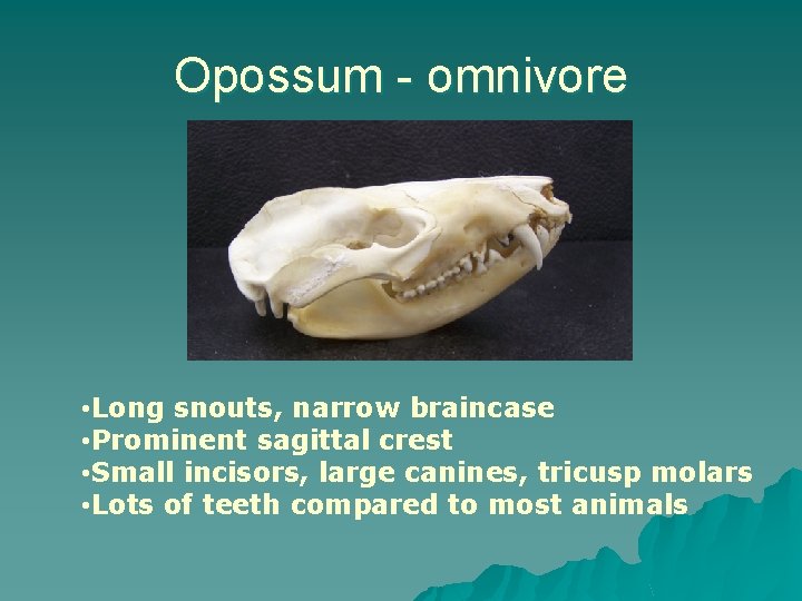 Opossum - omnivore • Long snouts, narrow braincase • Prominent sagittal crest • Small