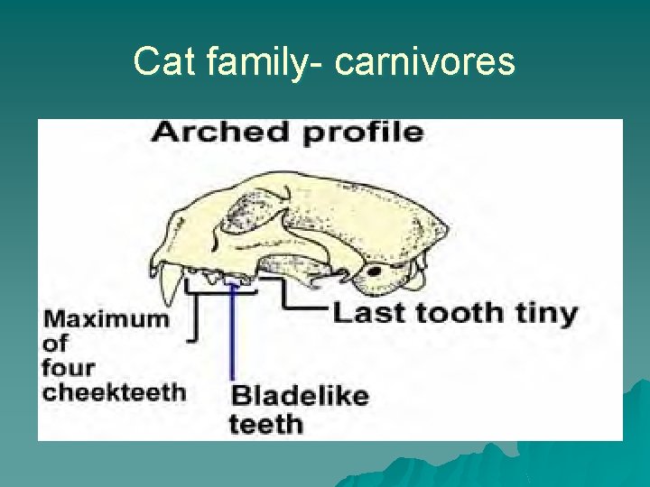 Cat family- carnivores 