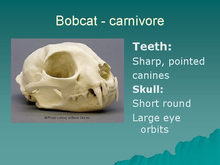 Bobcat - carnivore Teeth: Sharp, pointed canines Skull: Short round Large eye orbits 