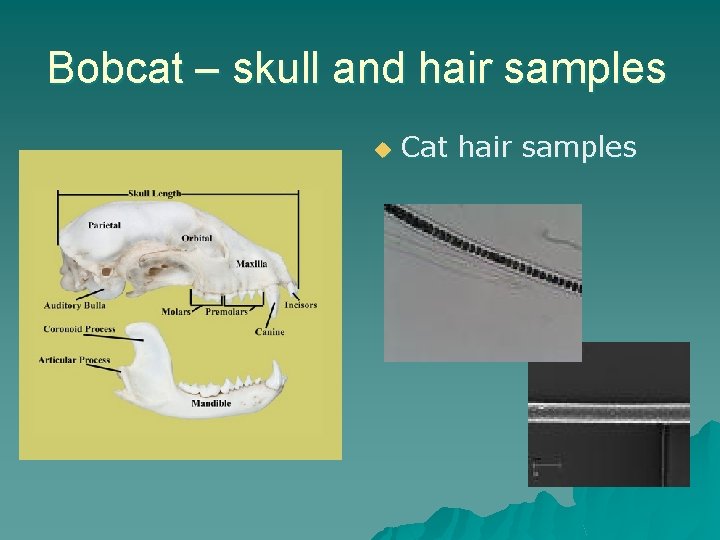 Bobcat – skull and hair samples u Cat hair samples 