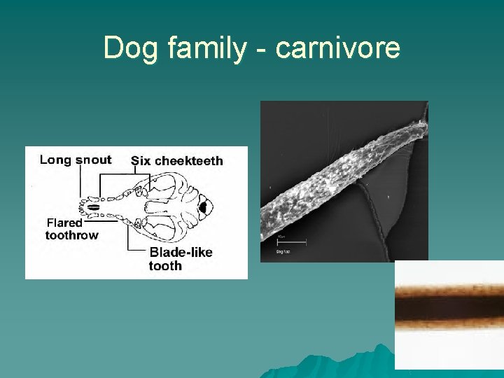 Dog family - carnivore 