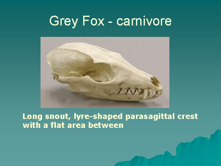 Grey Fox - carnivore Long snout, lyre-shaped parasagittal crest with a flat area between