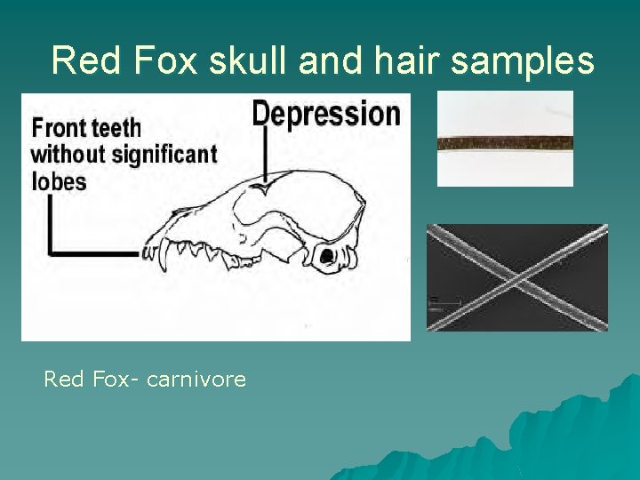 Red Fox skull and hair samples Red Fox- carnivore 