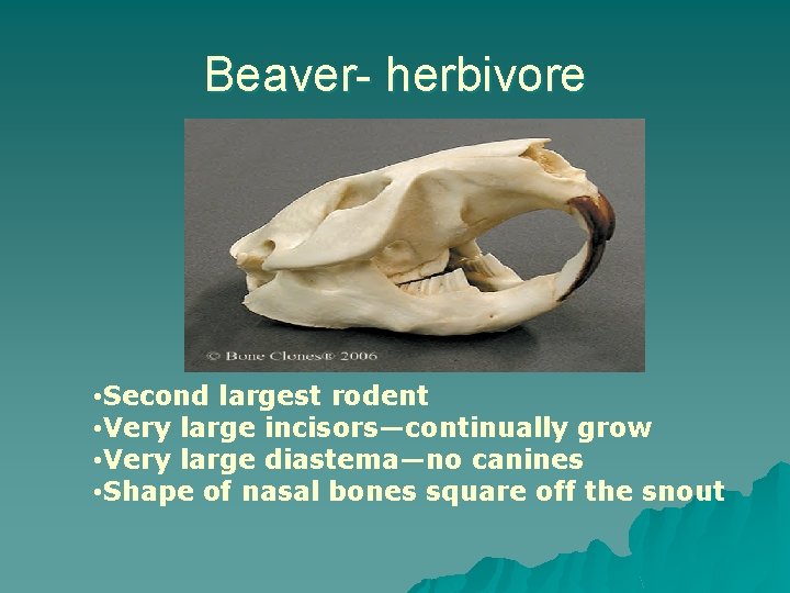 Beaver- herbivore • Second largest rodent • Very large incisors—continually grow • Very large