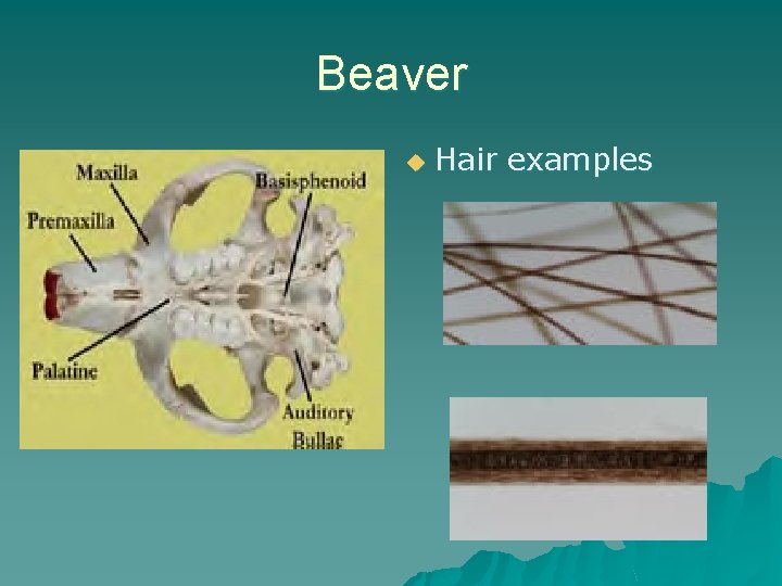 Beaver u Hair examples 