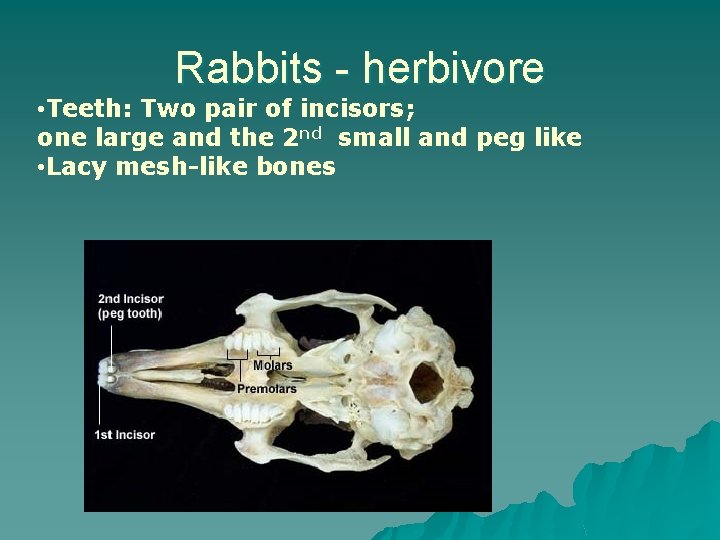 Rabbits - herbivore • Teeth: Two pair of incisors; one large and the 2