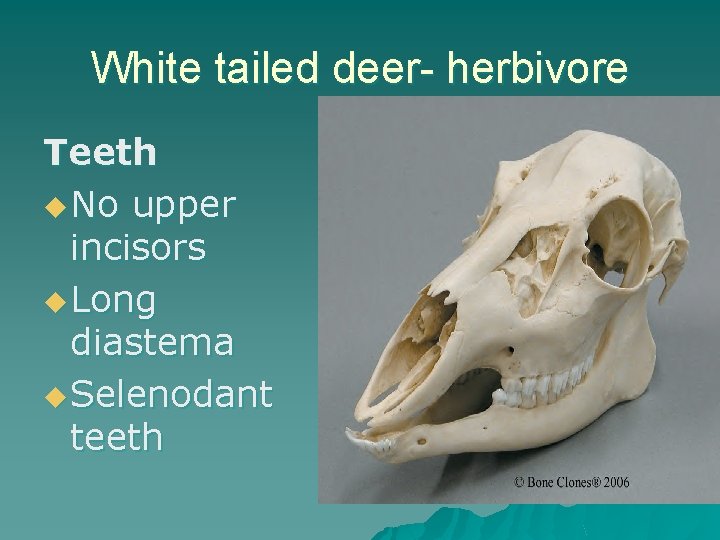 White tailed deer- herbivore Teeth u No upper incisors u Long diastema u Selenodant