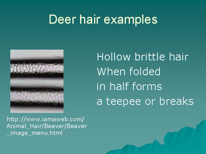 Deer hair examples Hollow brittle hair When folded in half forms a teepee or