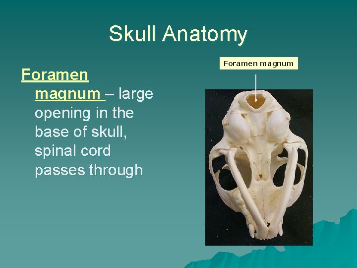 Skull Anatomy Foramen magnum – large opening in the base of skull, spinal cord