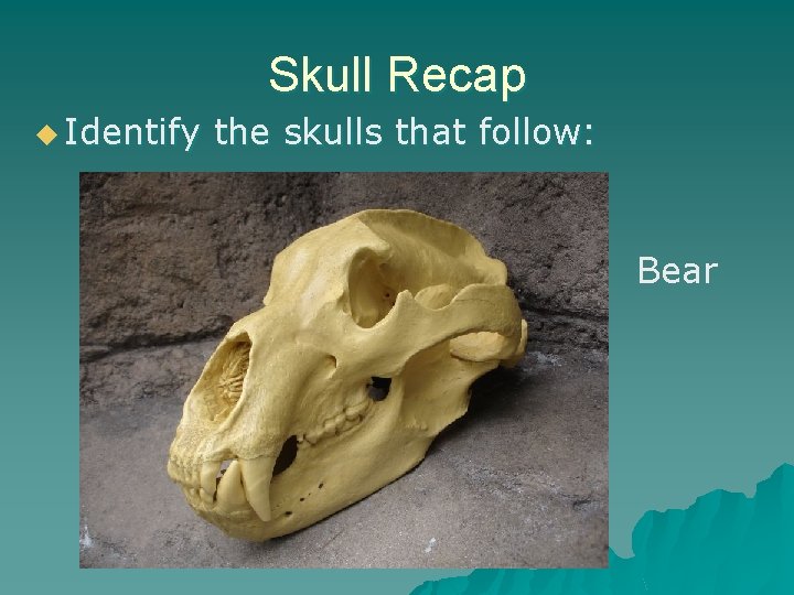 Skull Recap u Identify the skulls that follow: Bear 