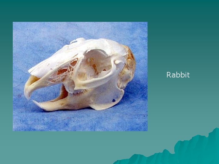 Rabbit 