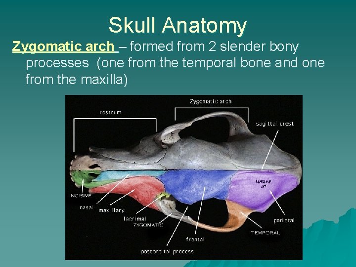 Skull Anatomy Zygomatic arch – formed from 2 slender bony processes (one from the