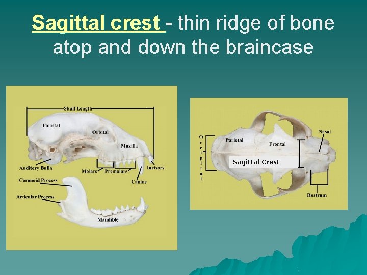 Sagittal crest - thin ridge of bone atop and down the braincase Sagittal Crest