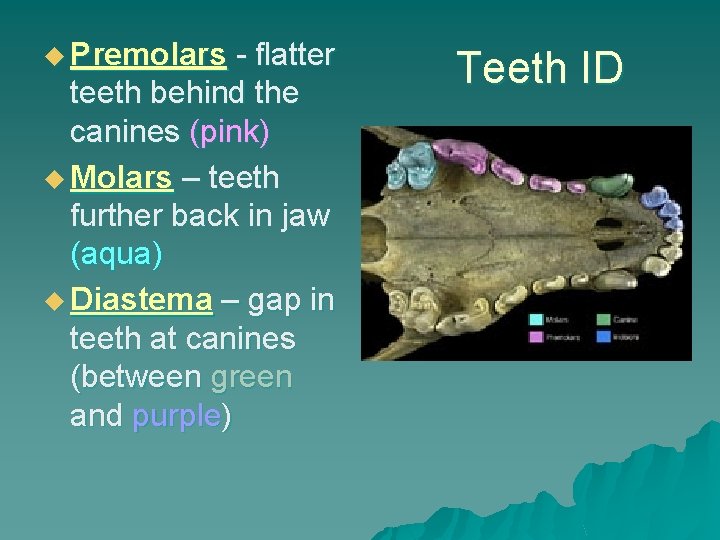 u Premolars - flatter teeth behind the canines (pink) u Molars – teeth further