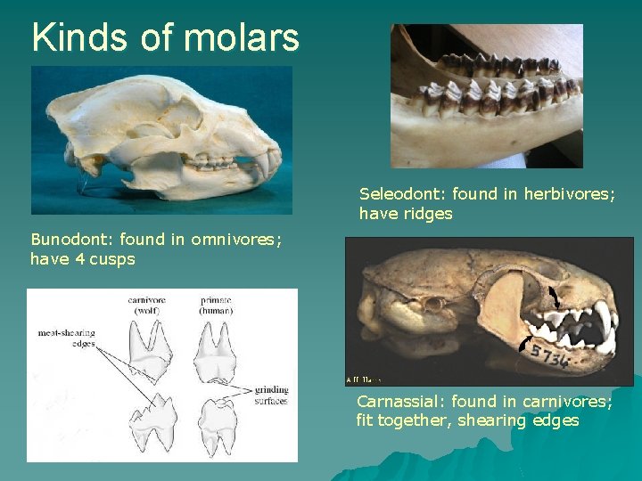 Kinds of molars Seleodont: found in herbivores; have ridges Bunodont: found in omnivores; have