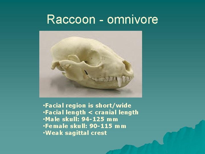 Raccoon - omnivore • Facial region is short/wide • Facial length < cranial length