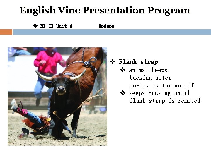 English Vine Presentation Program u NI II Unit 4 Rodeos v Flank strap v