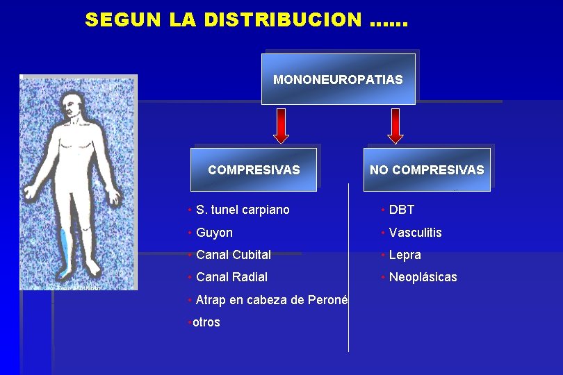 SEGUN LA DISTRIBUCION …… MONONEUROPATIAS COMPRESIVAS NO COMPRESIVAS • S. tunel carpiano • DBT