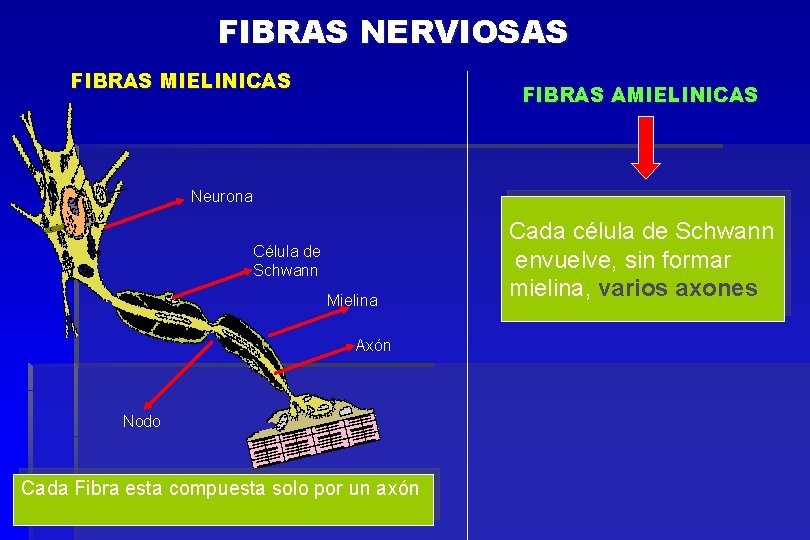 FIBRAS NERVIOSAS FIBRAS MIELINICAS FIBRAS AMIELINICAS Neurona Célula de Schwann Mielina Axón Nodo Cada