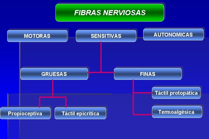 FIBRAS NERVIOSAS MOTORAS SENSITIVAS GRUESAS AUTONOMICAS FINAS Táctil protopática Propioceptiva Táctil epicrítica Termoalgésica 