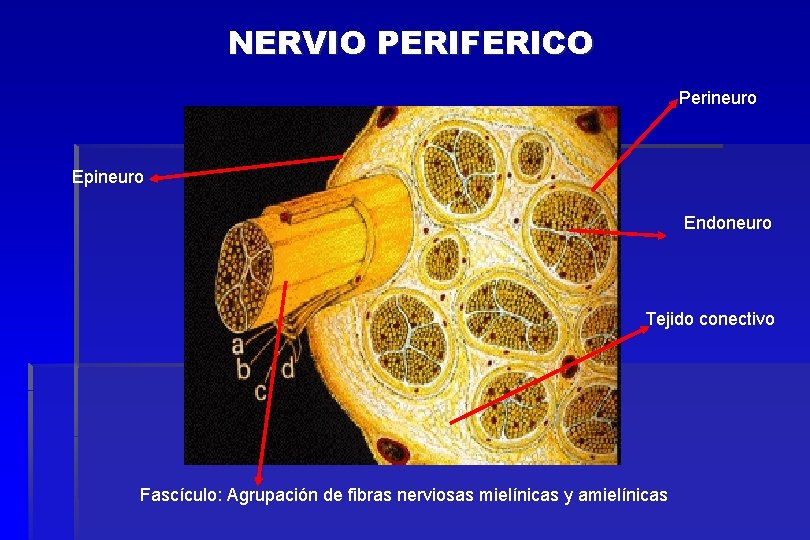 NERVIO PERIFERICO Perineuro Epineuro Endoneuro Tejido conectivo Fascículo: Agrupación de fibras nerviosas mielínicas y