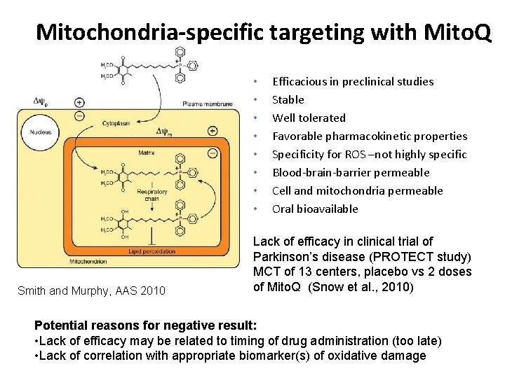  Mitochondria-specific targeting with Mito. Q • • Smith and Murphy, AAS 2010 Efficacious