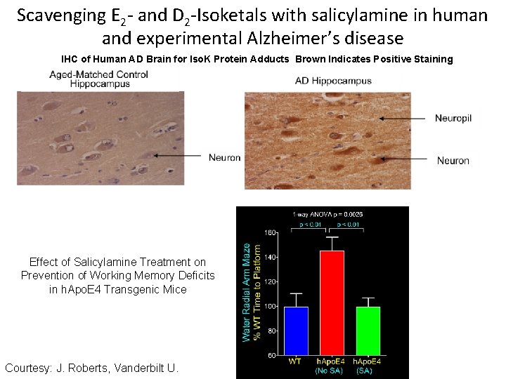 Scavenging E 2 - and D 2 -Isoketals with salicylamine in human and experimental