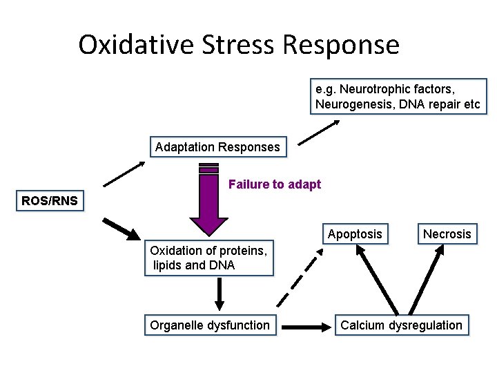 Oxidative Stress Response e. g. Neurotrophic factors, Neurogenesis, DNA repair etc Adaptation Responses Failure