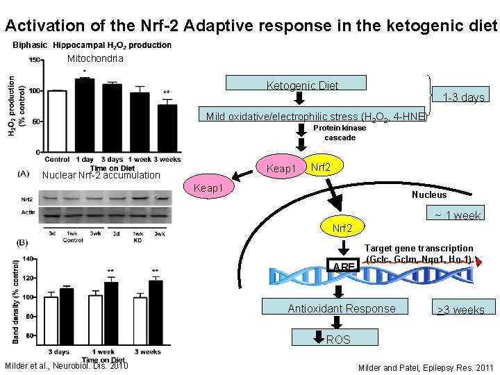 Activation of the Nrf-2 Adaptive response in the ketogenic diet Biphasic Mitochondria Ketogenic Diet