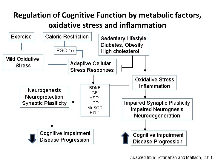 Regulation of Cognitive Function by metabolic factors, oxidative stress and inflammation Exercise Caloric Restriction