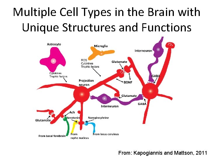 Multiple Cell Types in the Brain with Unique Structures and Functions From: Kapogiannis and