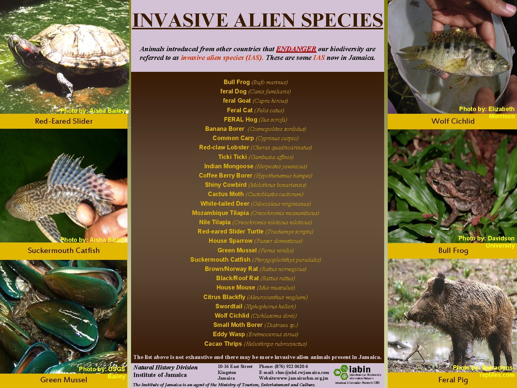 INVASIVE ALIEN SPECIES Animals introduced from other countries that ENDANGER our biodiversity are referred INVASIVE ALIEN SPECIES Animals introduced from other countries that ENDANGER our biodiversity are referred