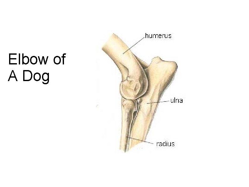 Elbow of A Dog 