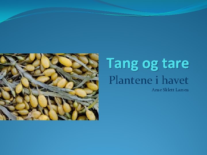 Tang og tare Plantene i havet Arne Sklett Larsen 