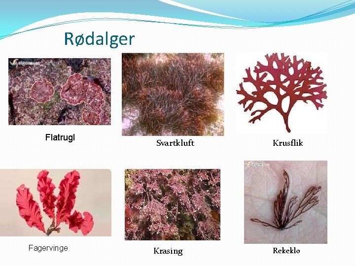Rødalger Flatrugl Fagervinge Svartkluft Krasing Krusflik Rekeklo 