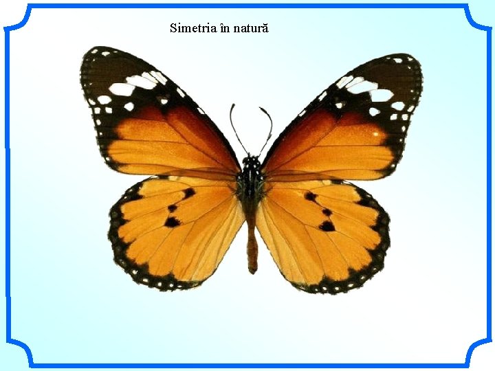 Simetria în natură 