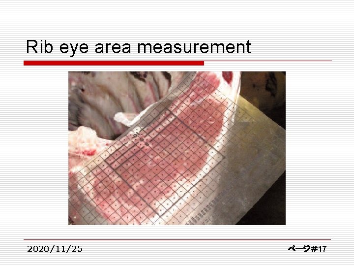 Rib eye area measurement 2020/11/25 ページ＃17 