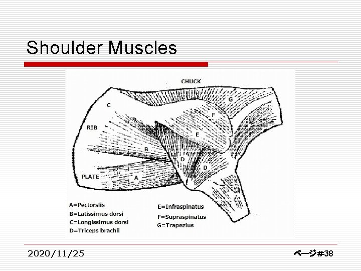 Shoulder Muscles 2020/11/25 ページ＃38 