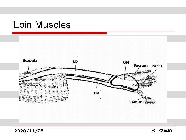 Loin Muscles 2020/11/25 ページ＃40 