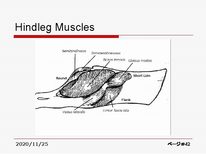 Hindleg Muscles 2020/11/25 ページ＃42 