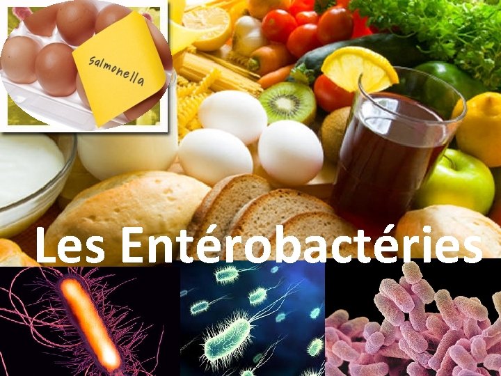 Les Entérobactéries 