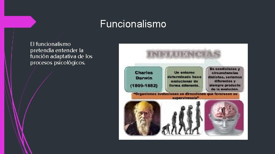 Funcionalismo El funcionalismo pretendía entender la función adaptativa de los procesos psicológicos. 