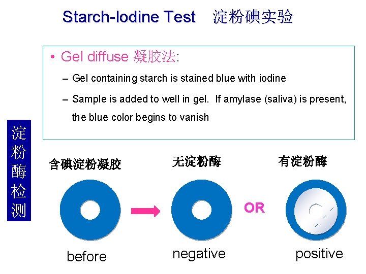 Starch-Iodine Test 淀粉碘实验 • Gel diffuse 凝胶法: – Gel containing starch is stained blue