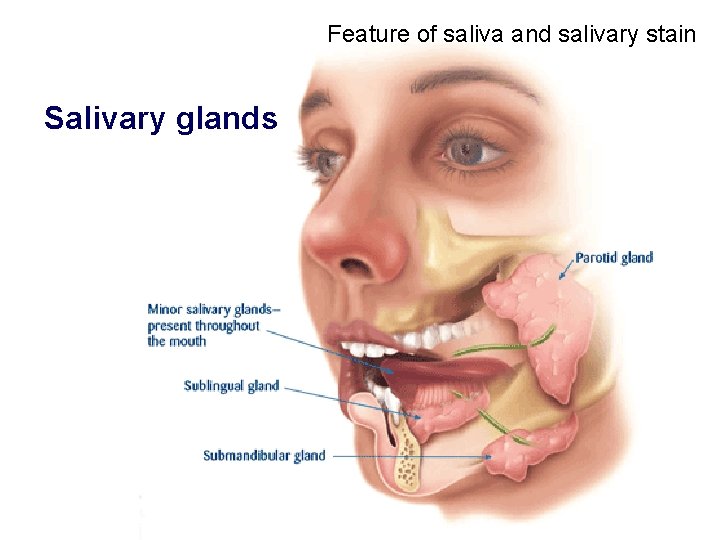 Feature of saliva and salivary stain Salivary glands 